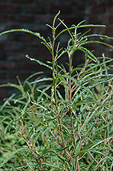 Fine Line Fern Leaf Buckthorn (Rhamnus frangula 'Ron Williams') at English Gardens