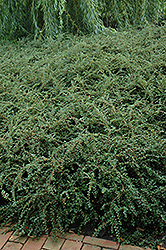 Hesse Cotoneaster (Cotoneaster 'Hessei') at English Gardens