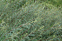 Dwarf Arctic Willow (Salix purpurea 'Nana') at English Gardens
