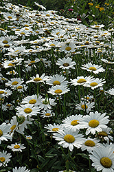 Becky Shasta Daisy (Leucanthemum x superbum 'Becky') at English Gardens