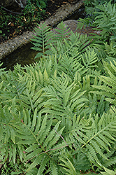 Sensitive Fern (Onoclea sensibilis) at English Gardens