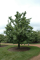 20th Century Pear (Pyrus pyrifolia 'Nijisseiki') at English Gardens