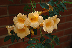 Yellow Trumpetvine (Campsis radicans 'Flava') at English Gardens