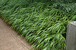 Japanese Woodland Grass (Hakonechloa macra) at English Gardens
