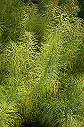 Narrow-Leaf Blue Star (Amsonia hubrichtii) at English Gardens