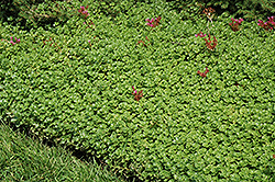 John Creech Stonecrop (Sedum spurium 'John Creech') at English Gardens