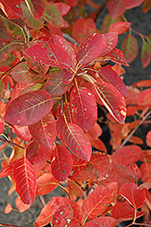 Autumn Brilliance Serviceberry (Amelanchier x grandiflora 'Autumn Brilliance') at English Gardens