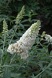 White Profusion Butterfly Bush (Buddleia davidii 'White Profusion') at English Gardens