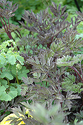 Hillside Black Beauty Bugbane (Cimicifuga racemosa 'Hillside Black Beauty') at English Gardens