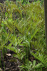Sensitive Fern (Onoclea sensibilis) at English Gardens