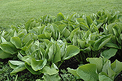Sum and Substance Hosta (Hosta 'Sum and Substance') at English Gardens