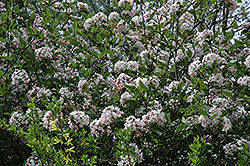 Judd's Viburnum (Viburnum x juddii) at English Gardens
