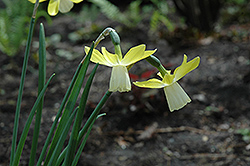 Lavalies Daffodil (Narcissus 'Lavalies') at English Gardens