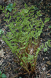 Marginal Wood Fern (Dryopteris marginalis) at English Gardens