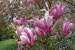 Ann Magnolia (Magnolia 'Ann') at English Gardens