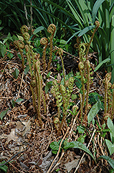 Robust Male Fern (Dryopteris x complexa) at English Gardens