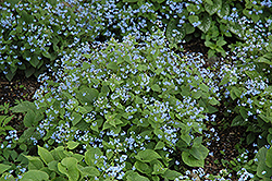 Siberian Bugloss (Brunnera macrophylla) at English Gardens