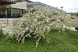 Tina Flowering Crab (Malus sargentii 'Tina') at English Gardens