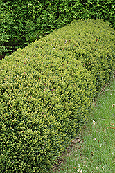 Green Gem Boxwood (Buxus 'Green Gem') at English Gardens