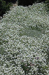 Snow-In-Summer (Cerastium tomentosum) at English Gardens