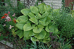 Sum and Substance Hosta (Hosta 'Sum and Substance') at English Gardens