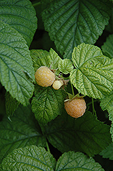 Fall Gold Raspberry (Rubus 'Fall Gold') at English Gardens