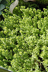 Golden Moss Stonecrop (Sedum acre 'Aureum') at English Gardens