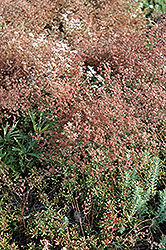 Royal Pink Stonecrop (Sedum spurium 'Royal Pink') at English Gardens