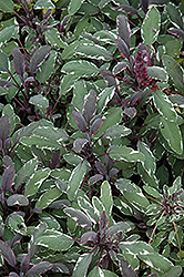 Tricolor Sage (Salvia officinalis 'Tricolor') at English Gardens