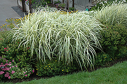 Variegated Silver Grass (Miscanthus sinensis 'Variegatus') at English Gardens