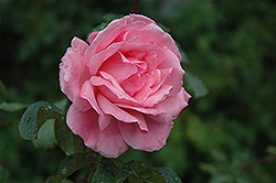 Queen Elizabeth Rose (Rosa 'Queen Elizabeth') at English Gardens
