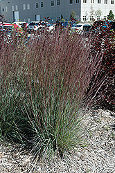 Blue Heaven Bluestem (Schizachyrium scoparium 'Blue Heaven') at English Gardens