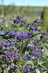 Dark Knight Caryopteris (Caryopteris x clandonensis 'Dark Knight') at English Gardens