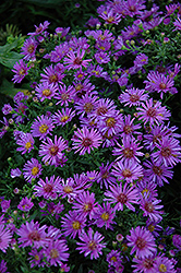 Woods Purple Aster (Symphyotrichum 'Woods Purple') at English Gardens