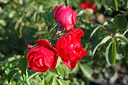 Flower Carpet Scarlet Rose (Rosa 'Flower Carpet Scarlet') at English Gardens