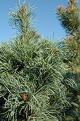 Bergman Japanese White Pine (Pinus parviflora 'Bergmani') at English Gardens