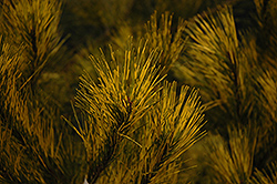 Burke Red Variegated Japanese Red Pine (Pinus densiflora 'Burke Red Variegated') at English Gardens