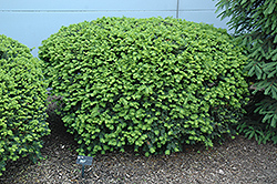 Densiformis Yew (Taxus x media 'Densiformis') at English Gardens