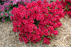 Hershey's Red Azalea (Rhododendron 'Hershey's Red') at English Gardens