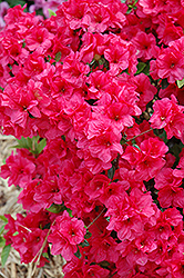 Hershey's Red Azalea (Rhododendron 'Hershey's Red') at English Gardens