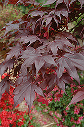 Bloodgood Japanese Maple (Acer palmatum 'Bloodgood') at English Gardens