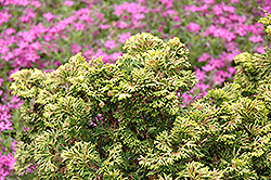 Verdon Dwarf Hinoki Falsecypress (Chamaecyparis obtusa 'Verdoni') at English Gardens