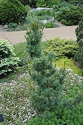 Bergman Japanese White Pine (Pinus parviflora 'Bergmani') at English Gardens