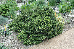 Pumila Norway Spruce (Picea abies 'Pumila') at English Gardens