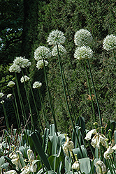 Mount Everest Ornamental Onion (Allium 'Mount Everest') at English Gardens