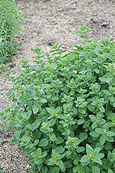 Oregano (Origanum vulgare) at English Gardens