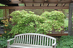 Cutleaf Fullmoon Maple (Acer japonicum 'Aconitifolium') at English Gardens