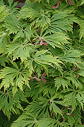 Cutleaf Fullmoon Maple (Acer japonicum 'Aconitifolium') at English Gardens