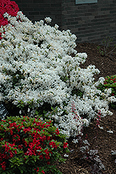 Delaware Valley White Azalea (Rhododendron 'Delaware Valley White') at English Gardens