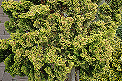 Dwarf Golden Hinoki Falsecypress (Chamaecyparis obtusa 'Nana Lutea') at English Gardens